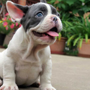 Merle Frenchie Boy