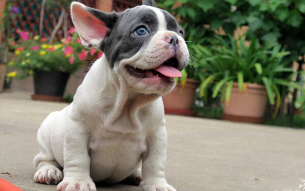 Merle Frenchie Boy