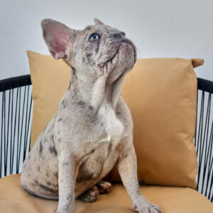 Blue-Tan-Merle-girl-frenchie