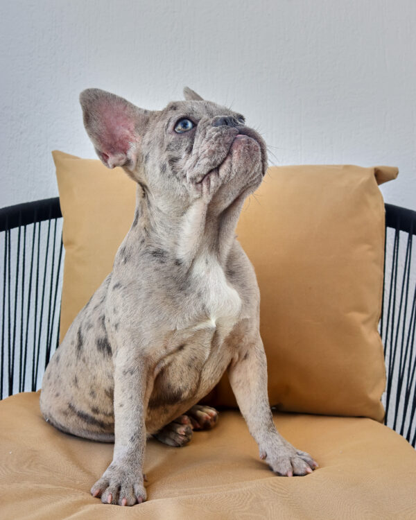 Blue-and-Tan-Merle Female