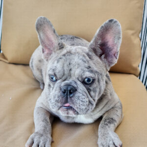 Blue-and-Tan-Merle Female