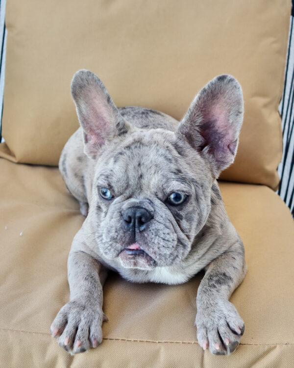 Blue-and-Tan-Merle Female
