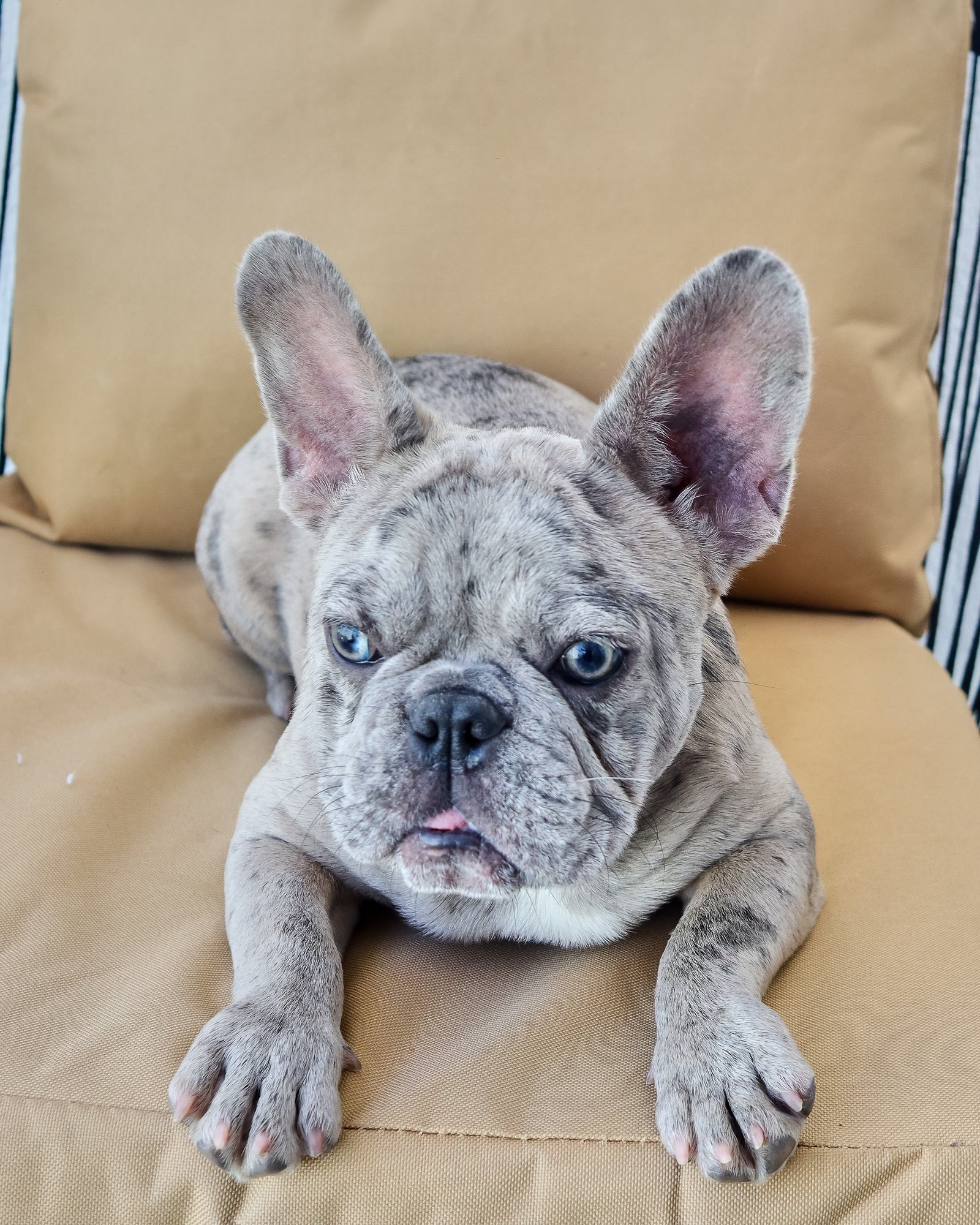 Beautiful blue and tan frenchie puppy