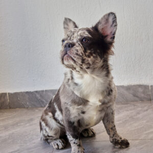 Blue Merle Female Fluffy