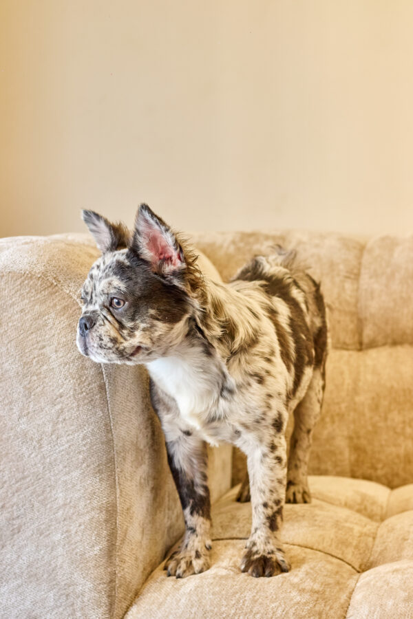 Blue Merle Female Fluffy