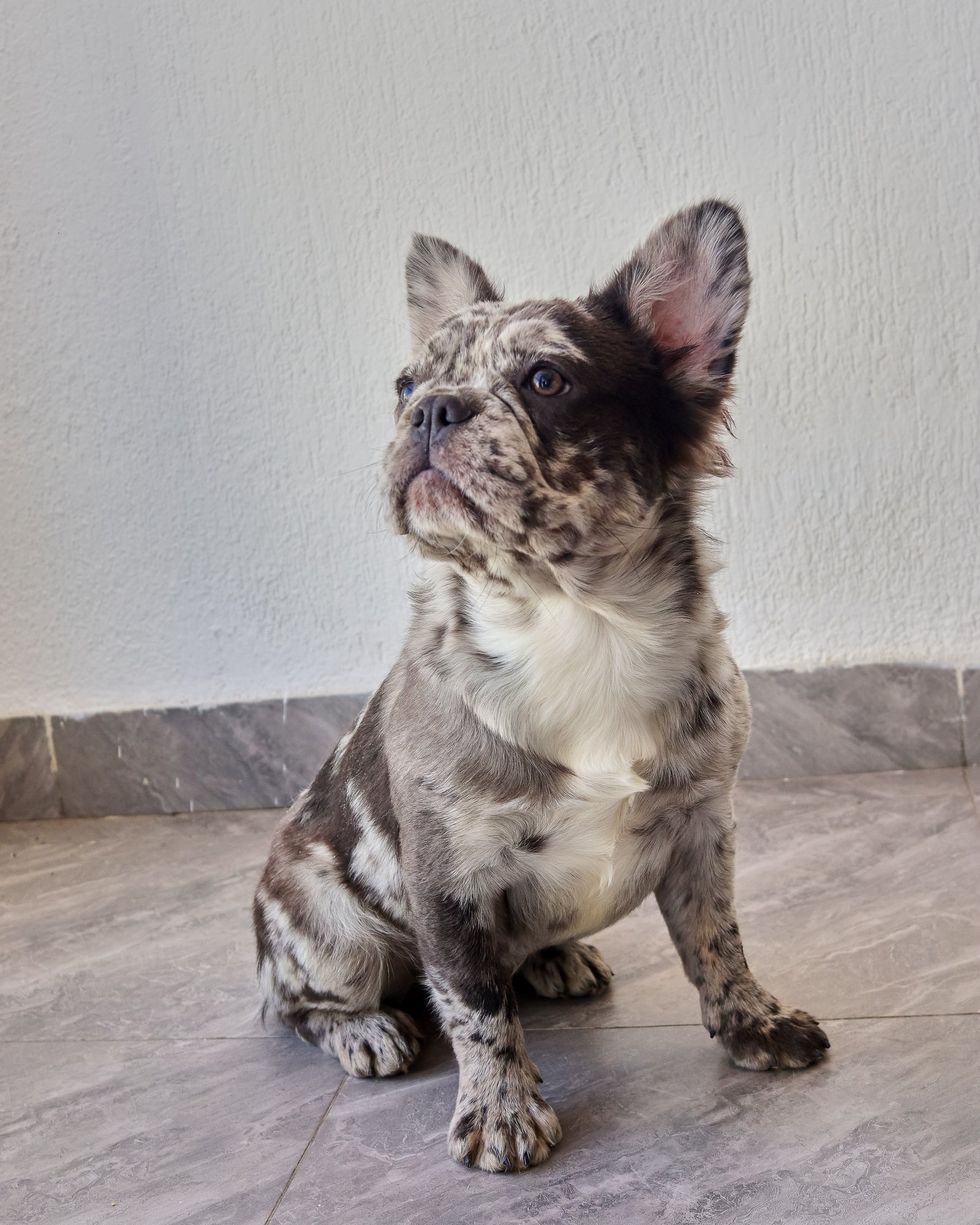 Rare Blue Merle female Fluffy Frenchie puppy showing thick bone, well-defined rope, and luxury long-haired coat pattern