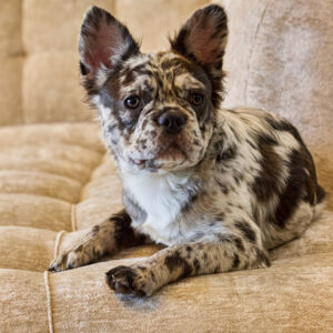 Visual Blue Merle Fluffy French Bulldog female puppy with exotic long hair coat and compact cobby structure at Le Château Frenchies.