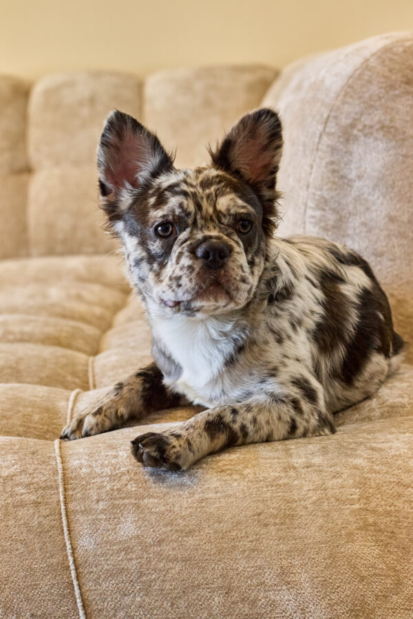 Blue Merle Female Fluffy