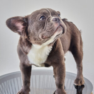 Rare Lilac and Tan female Fluffy French Bulldog puppy with soft lavender coat and distinct tan points at Le Château Frenchies