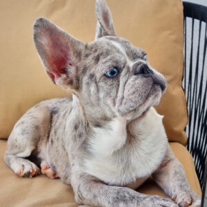 Gucci our 12 weeks Isabella merle frenchie