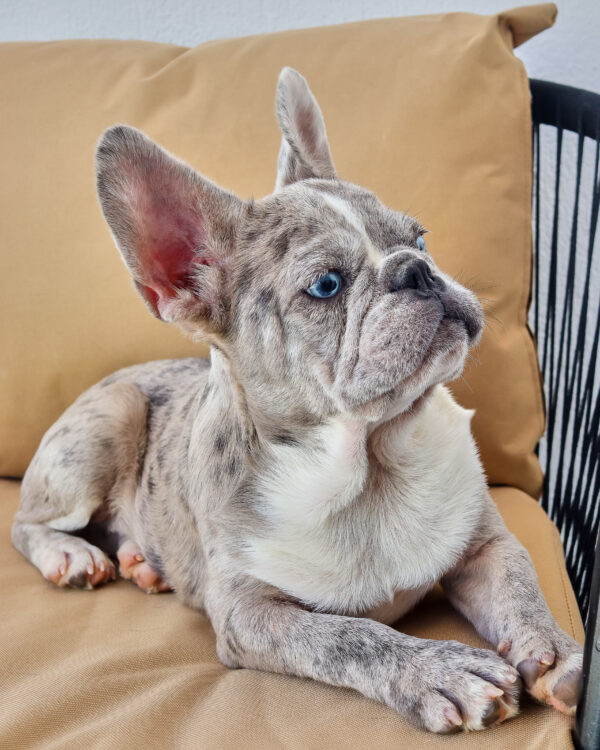 Isabella Merle Frenchie Boy