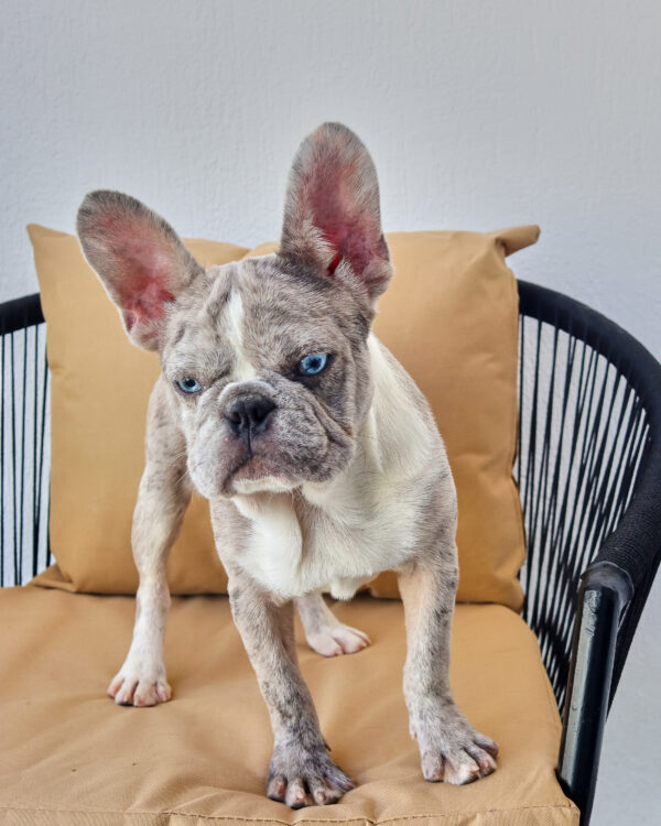 Isabella Merle Frenchie Boy