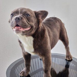 Lilac Tan Female Fluffy