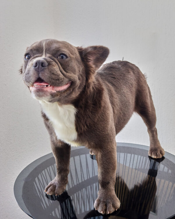 Lilac Tan Female Fluffy