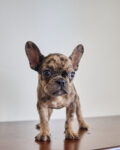 Tiger Brindle Frenchie Girl