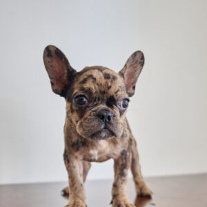 Tiger Brindle French Bulldog female puppy with high-contrast stripes sitting on a white background at Le Château Frenchies