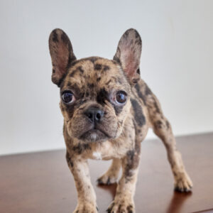 Tiger Brindle Frenchie Girl
