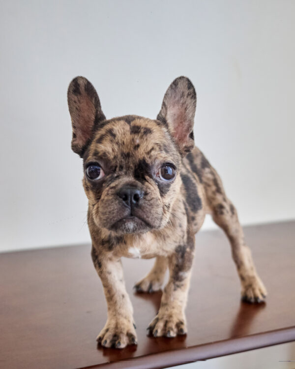Tiger Brindle Frenchie Girl