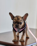 Tiger Brindle Frenchie Girl
