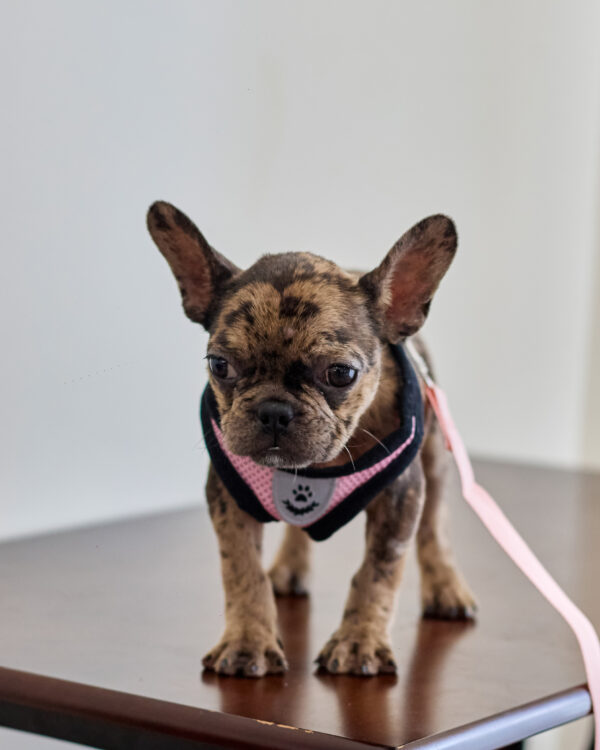 Tiger Brindle Frenchie Girl