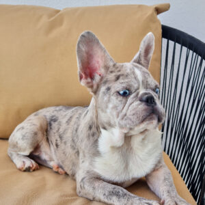 Isabella Merle Frenchie Boy