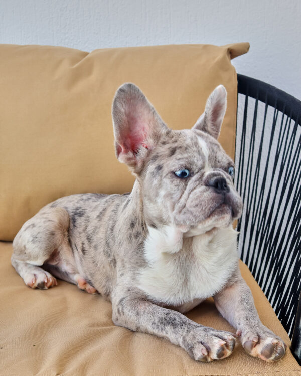 Isabella Merle Frenchie Boy