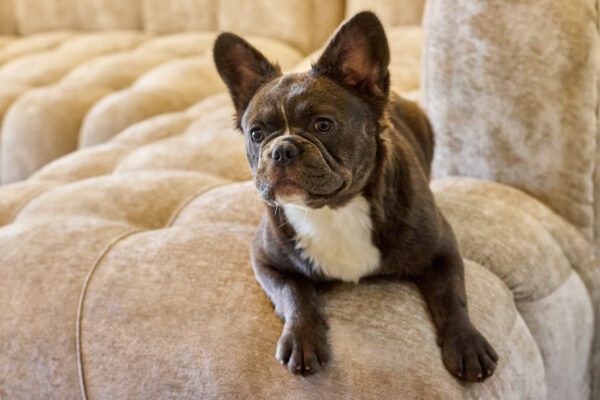 Lilac Tan Female Fluffy