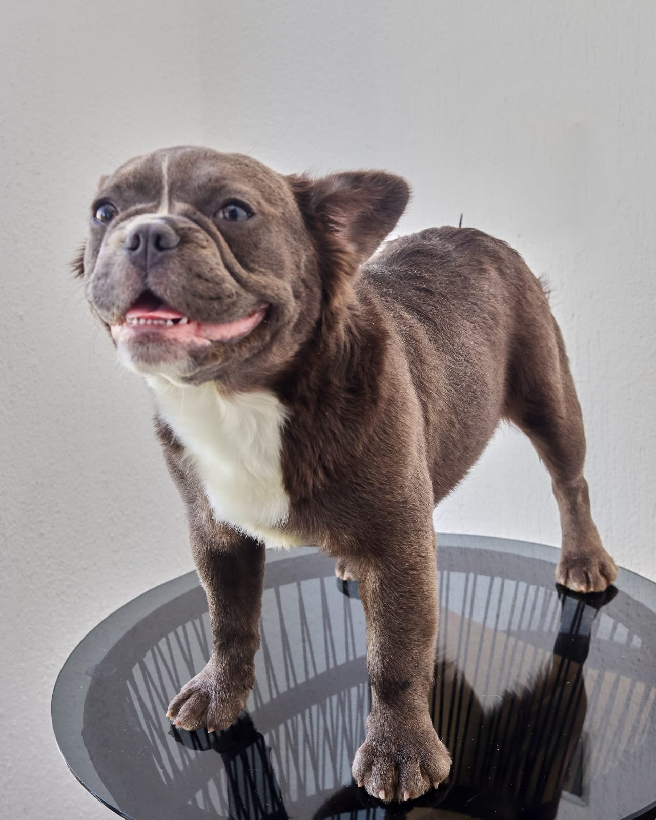 A French Bulldog puppy ready to join its new family